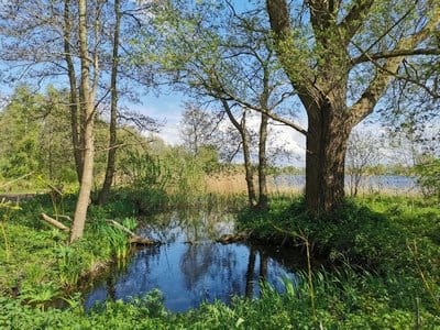 Bosbaden / Shinrin Yoku Gaasperpark, Amsterdam - Forest Bathing Nederland