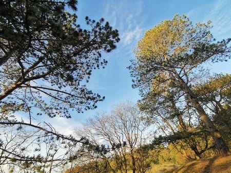 Boasbaden / Shinrin Yoku Kennemerduinen - Forest Bathing Nederland